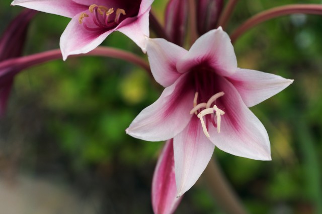 Crinum bulbispermum.jpg