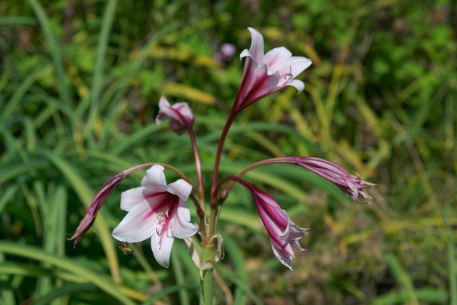 Crinum graminicola.jpg