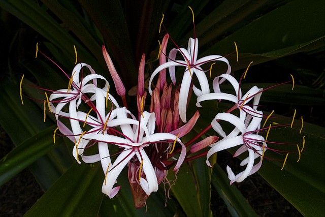 Crinum procerum.jpg