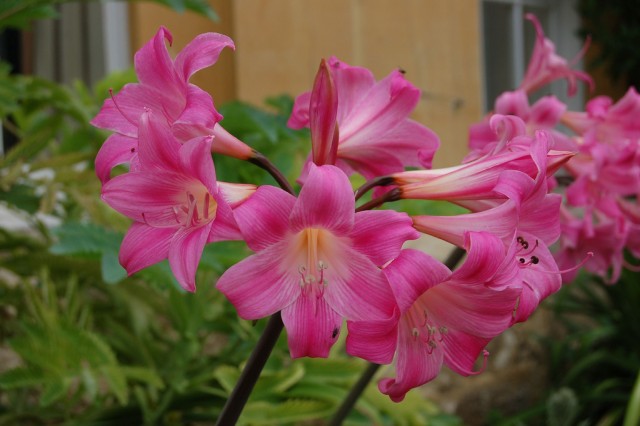 Crinum x powellii.jpg