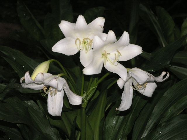 Crinum_jagus.jpg