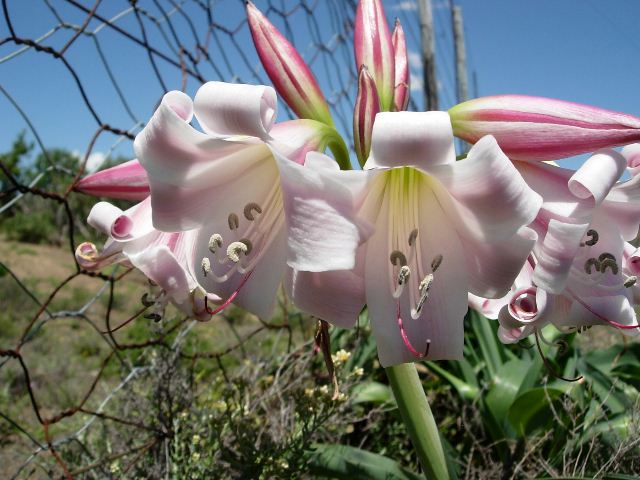 Crinum_macowanii.jpg