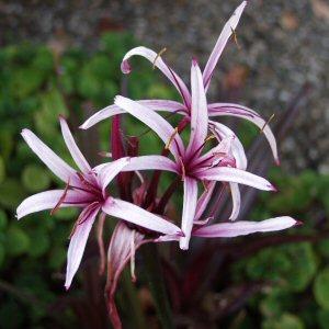 Crinum_procerum_splendens1.jpg