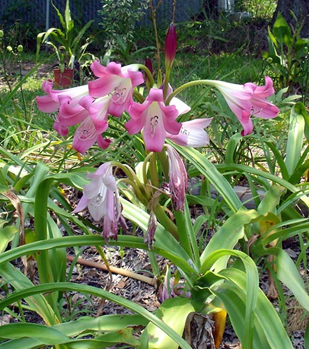 crinum-burgundy.jpg