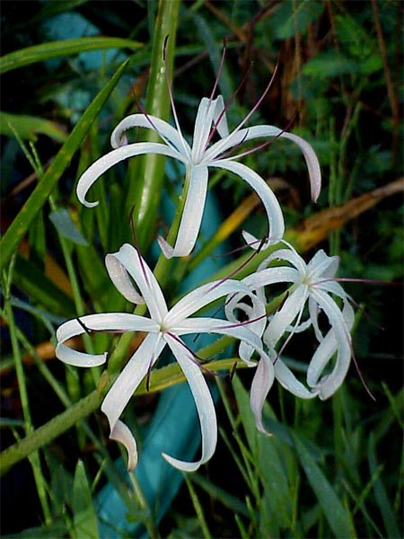 crinum-mauritianum.jpg