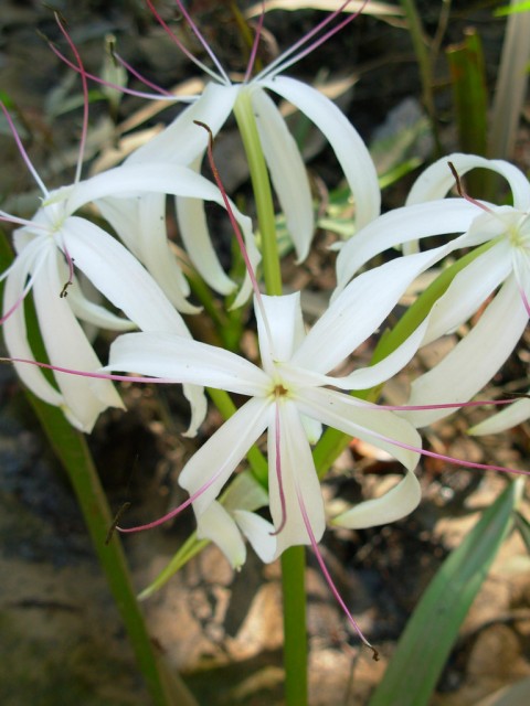 Swamp Lily_Crinum pedunculatum.jpg