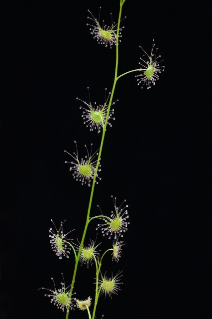 Drosera auriculata1.jpg