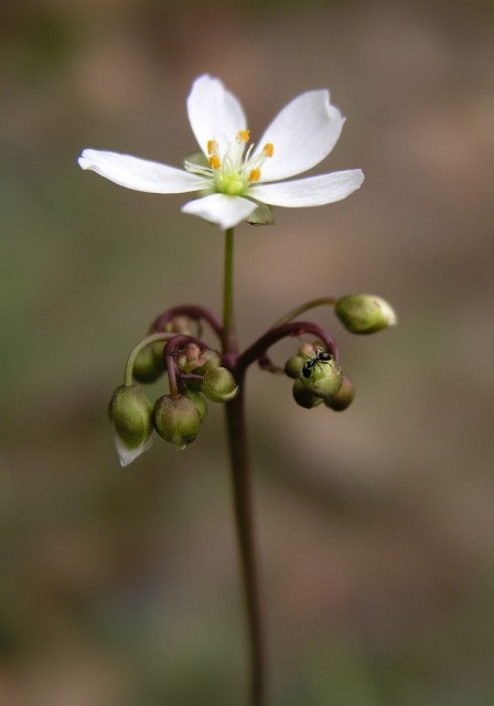 Drosera binata (flower).jpg