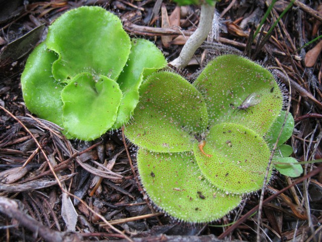 Drosera Erythrorhiza.jpg