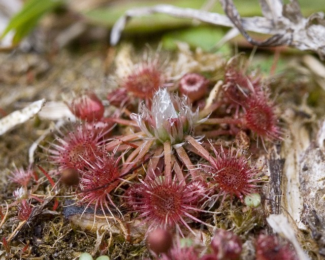 Drosera pygmaea.jpg