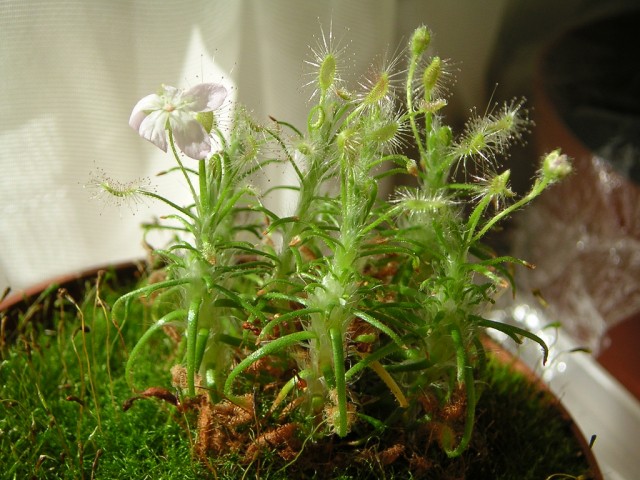 Drosera Scorpioides.jpg