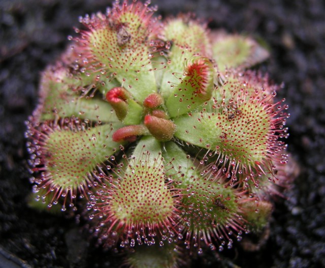 drosera_dielsiana.jpg