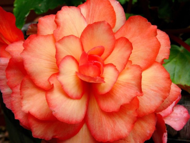 Begonia cultivars 4.jpg