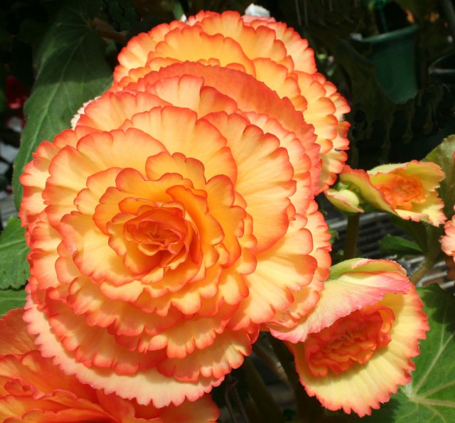 Begonia cultivars 7.jpg