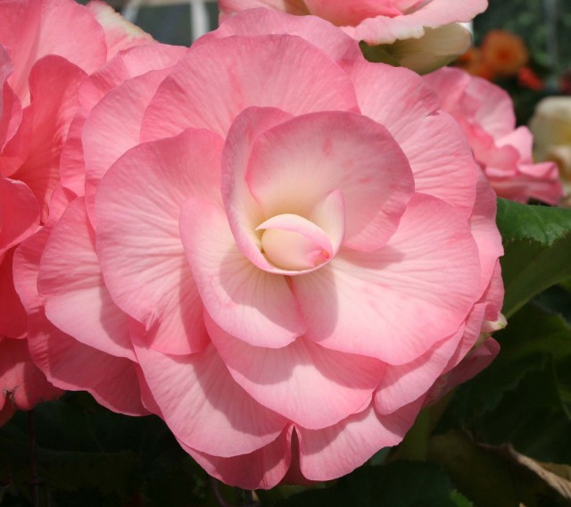 Begonia cultivars 19.jpg