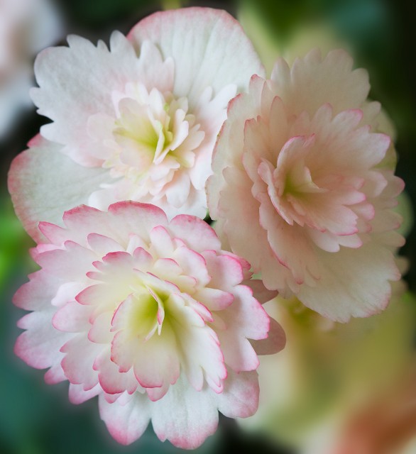 Rieger Begonia.jpg