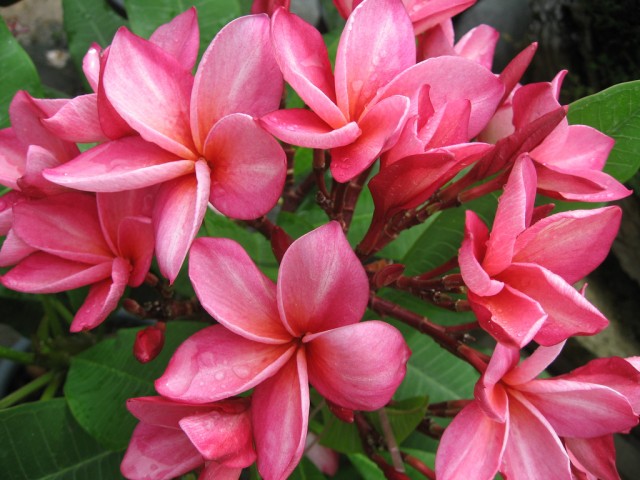 Plumeria from Singapore (2).jpg