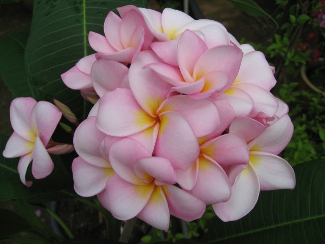 Plumeria from Singapore (11).jpg