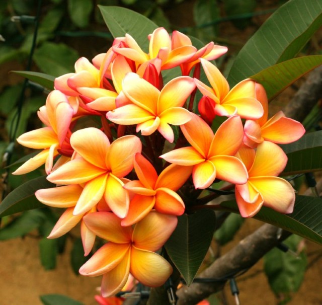 Plumeria rubra - Jasmim manga - Frangipani.jpg