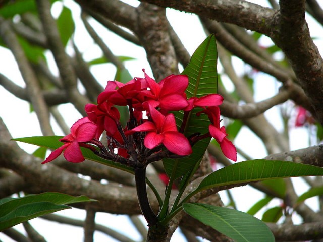 Plumeria rubra deep red cultivar.jpg