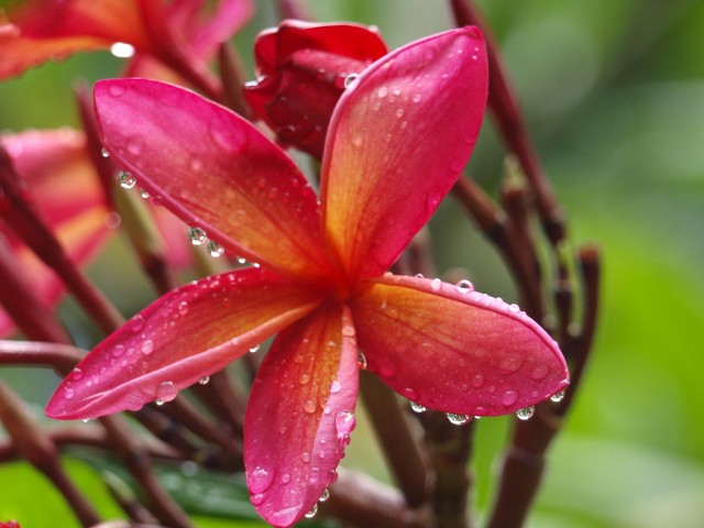 Plumeria Rubra Flower.jpg