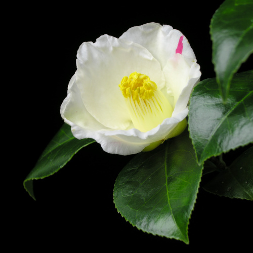 Camellia_japonica_Akiichiban秋一番.jpg