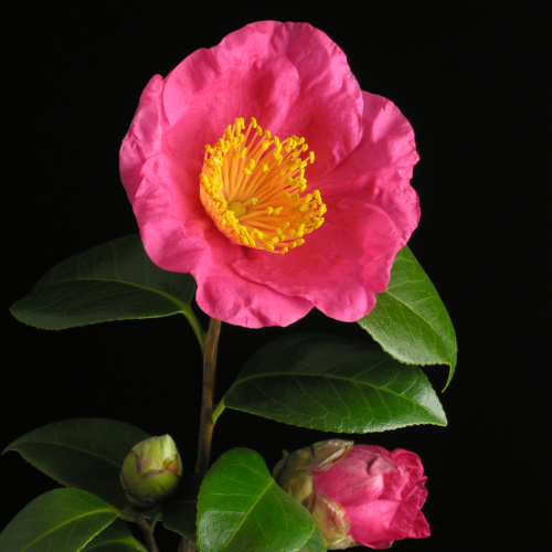 Camellia_japonica_Benimyorenji.jpg