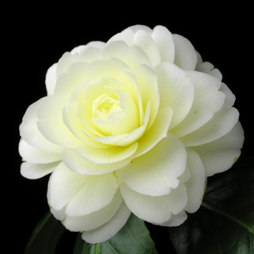Camellia_japonica_Dahlonega.jpg