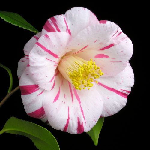 Camellia_japonica_Ehigasa繪日傘.jpg