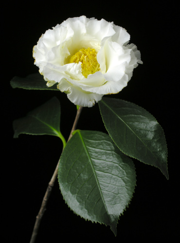 Camellia_japonica_ElegansChampagne.jpg