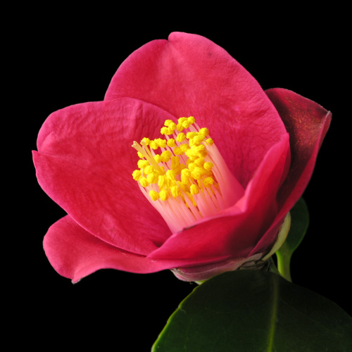 Camellia_japonica_f_macrocarpa林檎椿.jpg