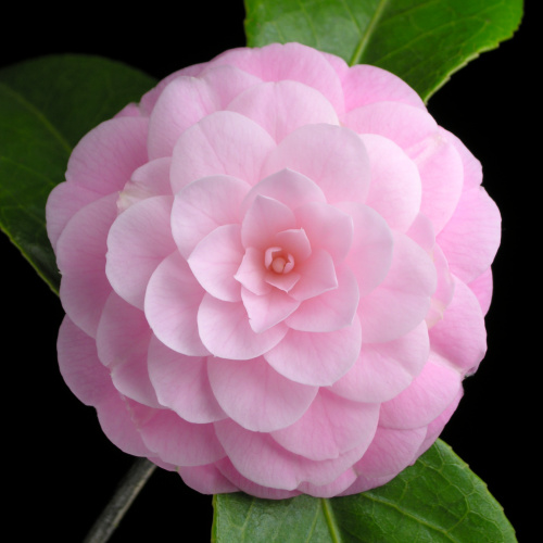 Camellia_japonica_Guangdongfen.jpg