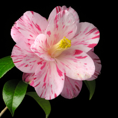 Camellia_japonica_Harunoutena.jpg