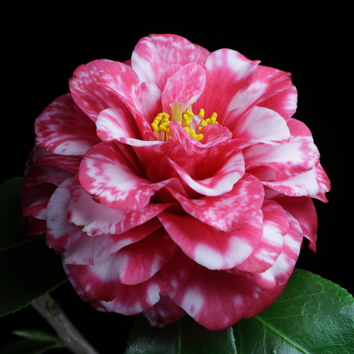 Camellia_japonica_Kagoshima.jpg