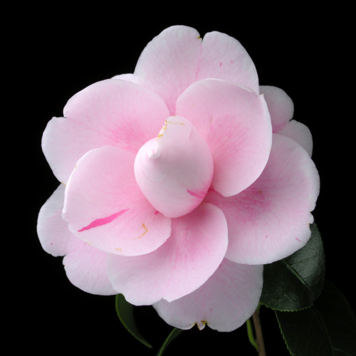 Camellia_japonica_Kayoidori.jpg