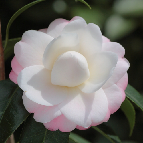 Camellia_japonica_Kitty.jpg