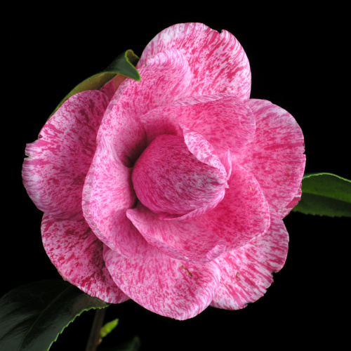 Camellia_japonica_Koshinoreijin02.jpg