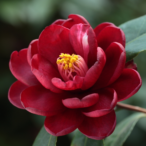 Camellia_japonica_Kurotsubaki.jpg