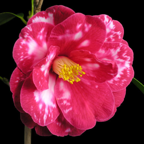 Camellia_japonica_Masayoshi.jpg