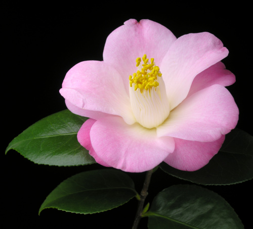 Camellia_japonica_Momotaro.jpg
