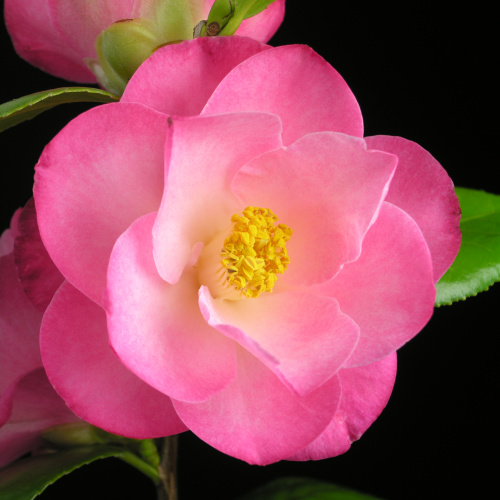 Camellia_japonica_NucciosCarousel.jpg
