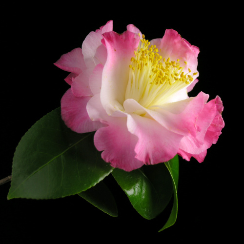 Camellia_japonica_NucciosJewel.jpg