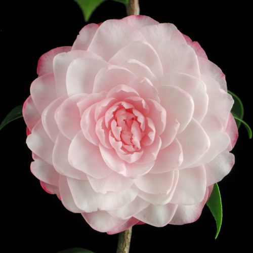 Camellia_japonica_NucciosPearl.jpg
