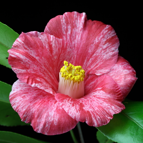 Camellia_japonica_Nukifude.jpg