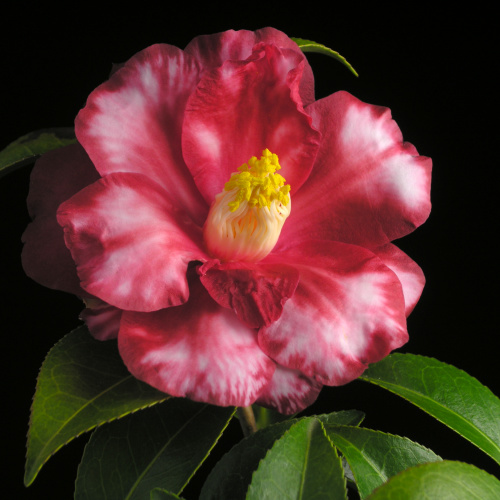 Camellia_japonica_Oimatsu.jpg