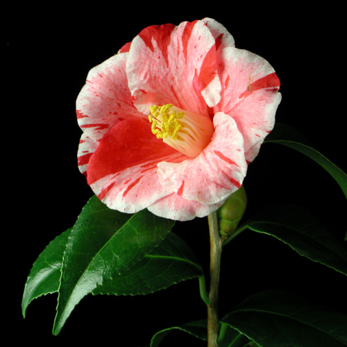 Camellia_japonica_Okinonami.jpg