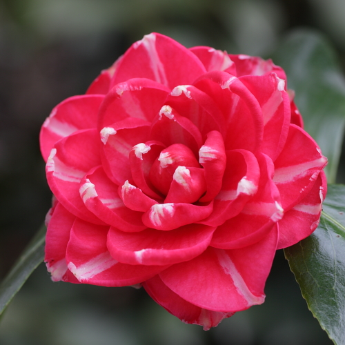 Camellia_japonica_Orandako.jpg