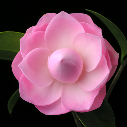 Camellia_japonica_Rengesekai.jpg