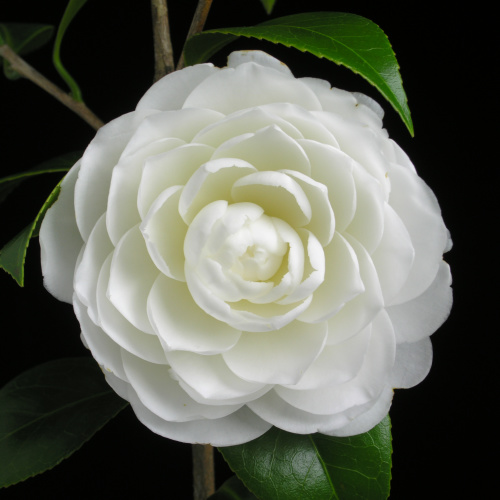 Camellia_japonica_Satsuma.jpg
