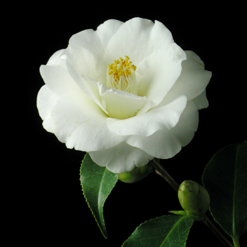 Camellia_japonica_Shirohagoromo.jpg